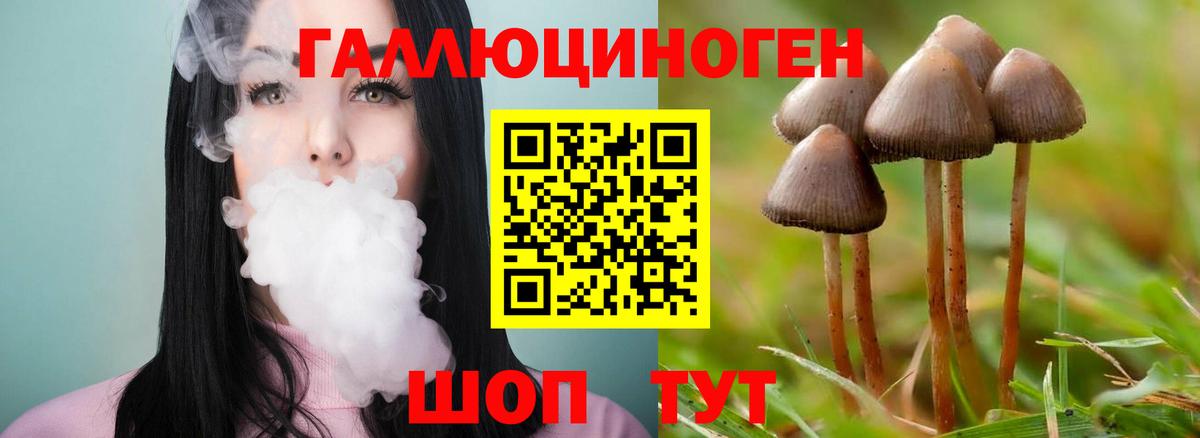Галлюциногенные грибы GOLDEN TEACHER  Вход с VPN  Биробиджан  Галлюциногенные грибы Psilocybe 